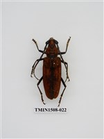 藏品(霧社深山天牛)的圖片